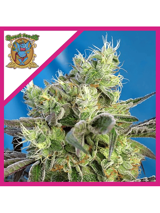 DO-SWEET-DOS FEM® X3+1-SWEET SEEDS 1