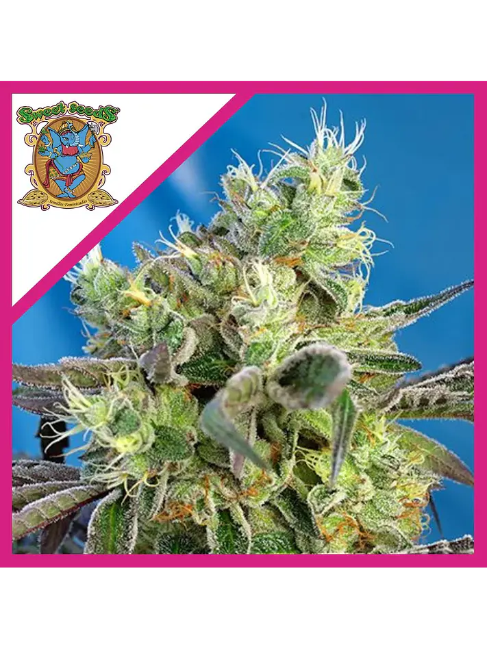 Do-Sweet-Dos Fem® X3+1-Sweet Seeds 1