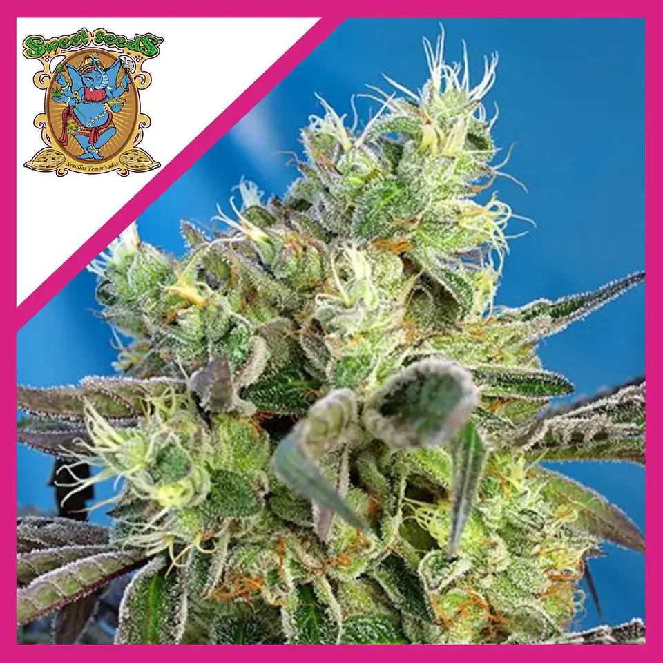 Do-Sweet-Dos Fem® X3+1-Sweet Seeds 1