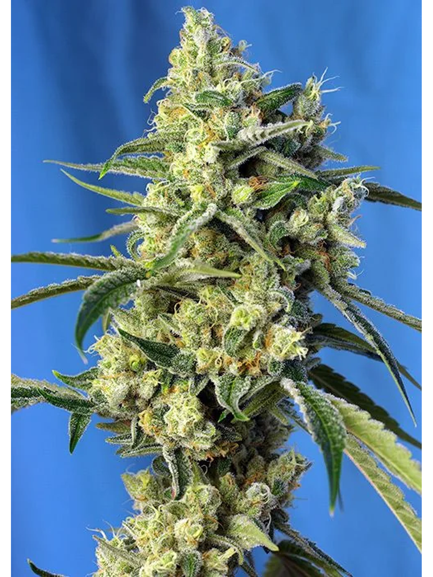 Sweet Amnesia Haze  Fem® X3+1-Sweet Seeds 1