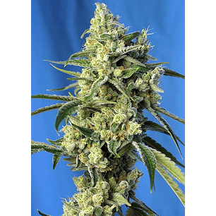 SWEET AMNESIA HAZE  FEM® X3+1-SWEET SEEDS