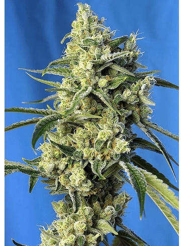 SWEET AMNESIA HAZE  FEM® X3+1-SWEET SEEDS 1