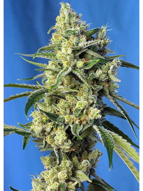 Sweet Amnesia Haze  Fem® X3+1-Sweet Seeds 1