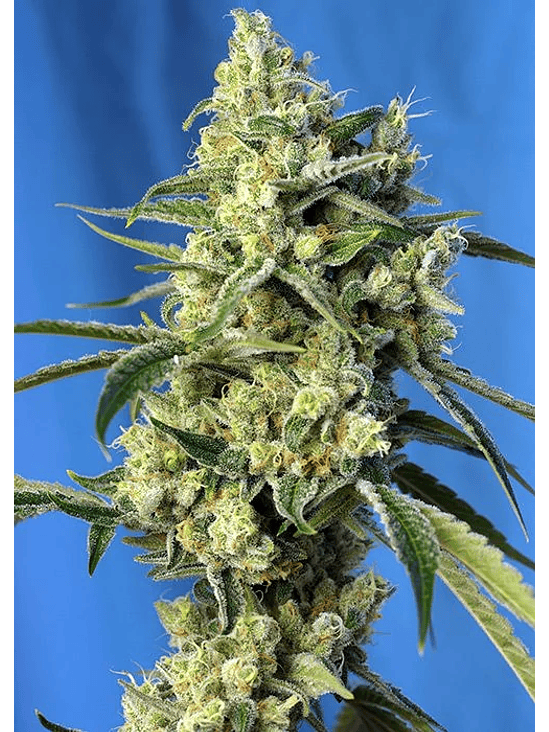 SWEET AMNESIA HAZE  FEM® X3+1-SWEET SEEDS 1