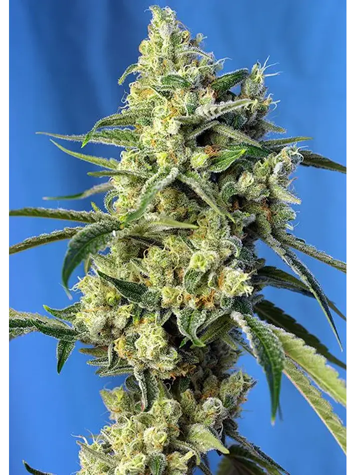 Sweet Amnesia Haze  Fem® X3+1-Sweet Seeds 1