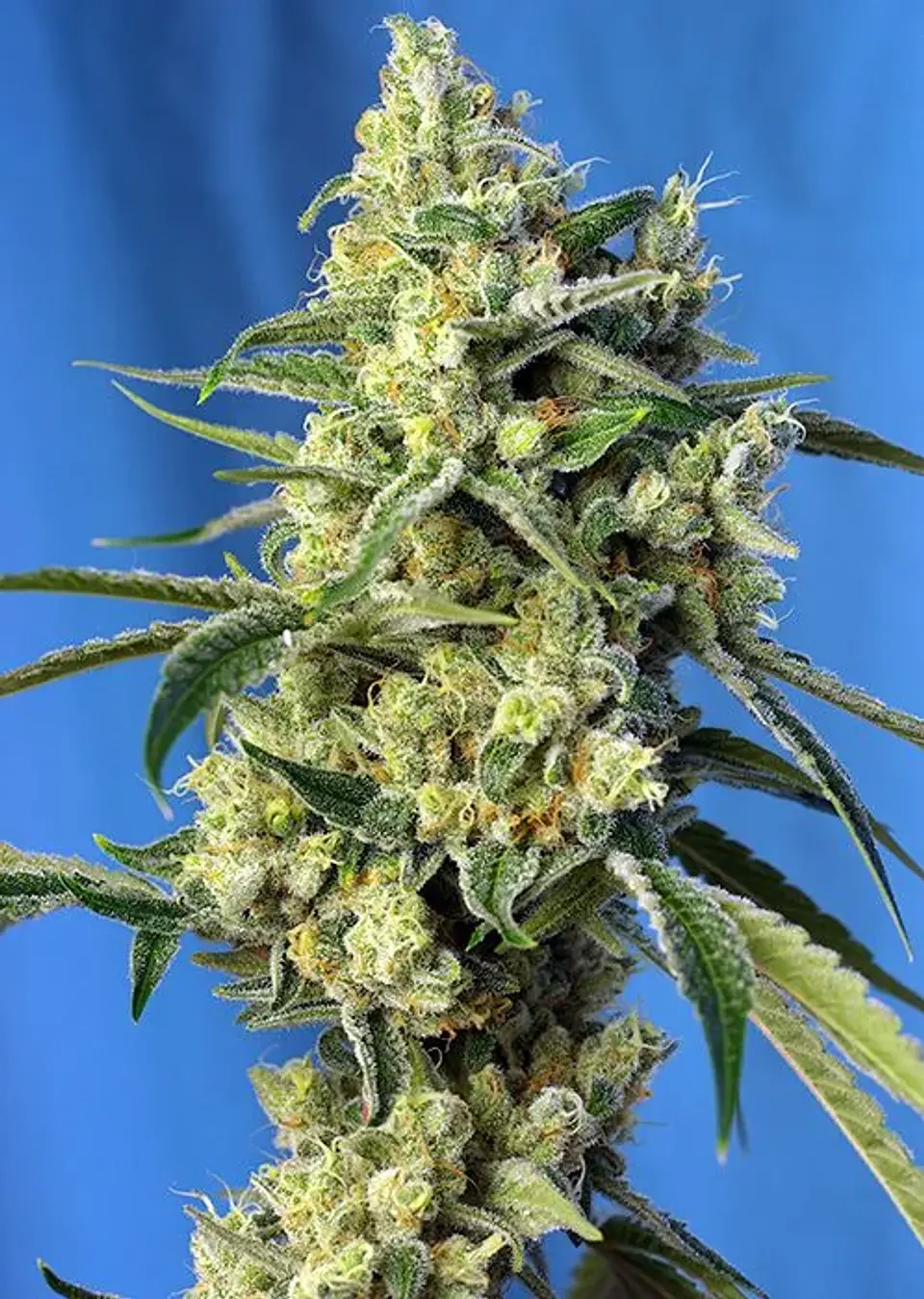 Sweet Amnesia Haze  Fem® X3+1-Sweet Seeds 1
