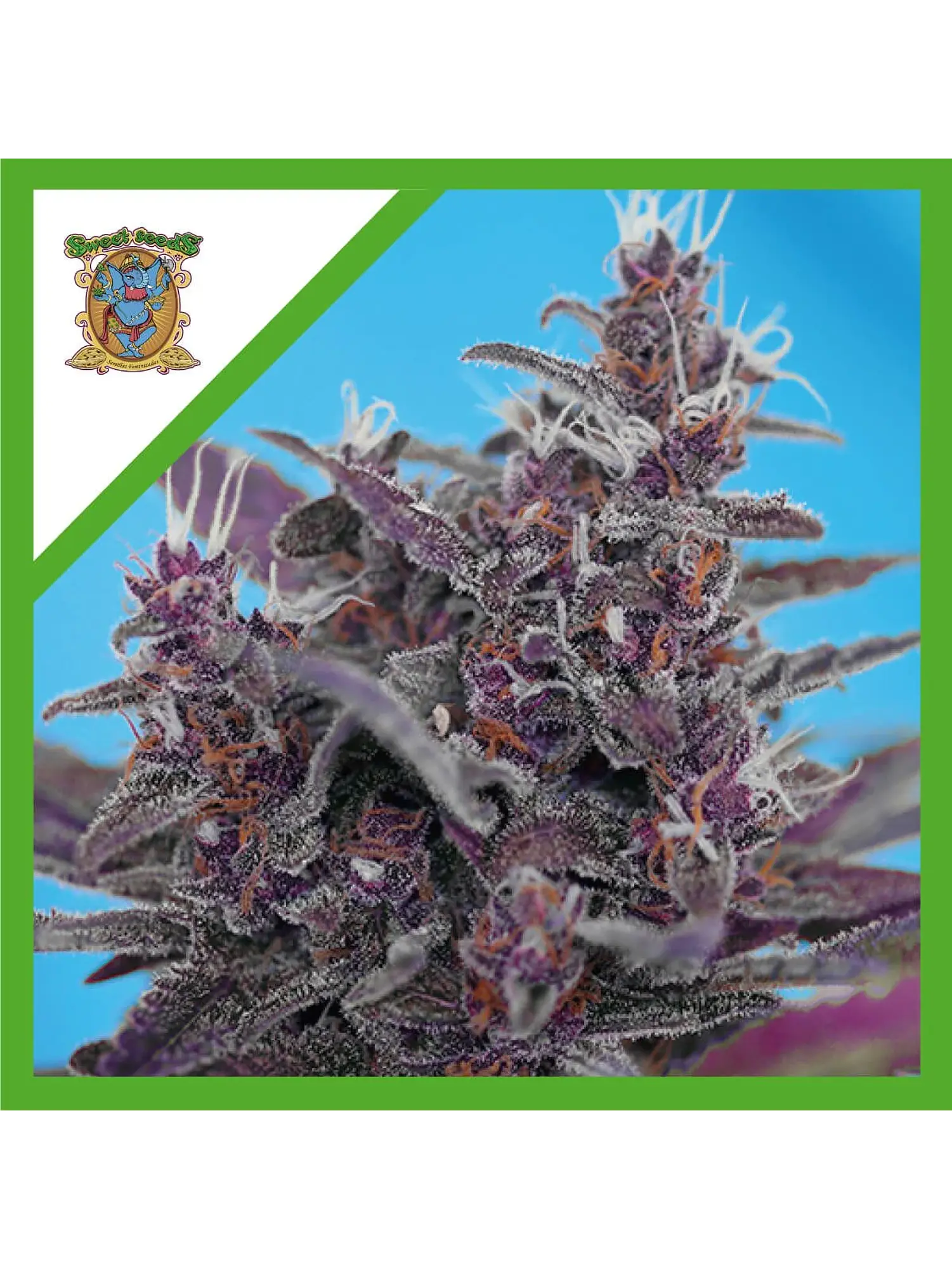 Black Cream  Auto® X3+1-Sweet Seeds 1