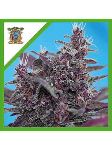 BLACK CREAM  AUTO® X3+1-SWEET SEEDS 1