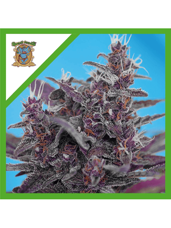 BLACK CREAM  AUTO® X3+1-SWEET SEEDS 1