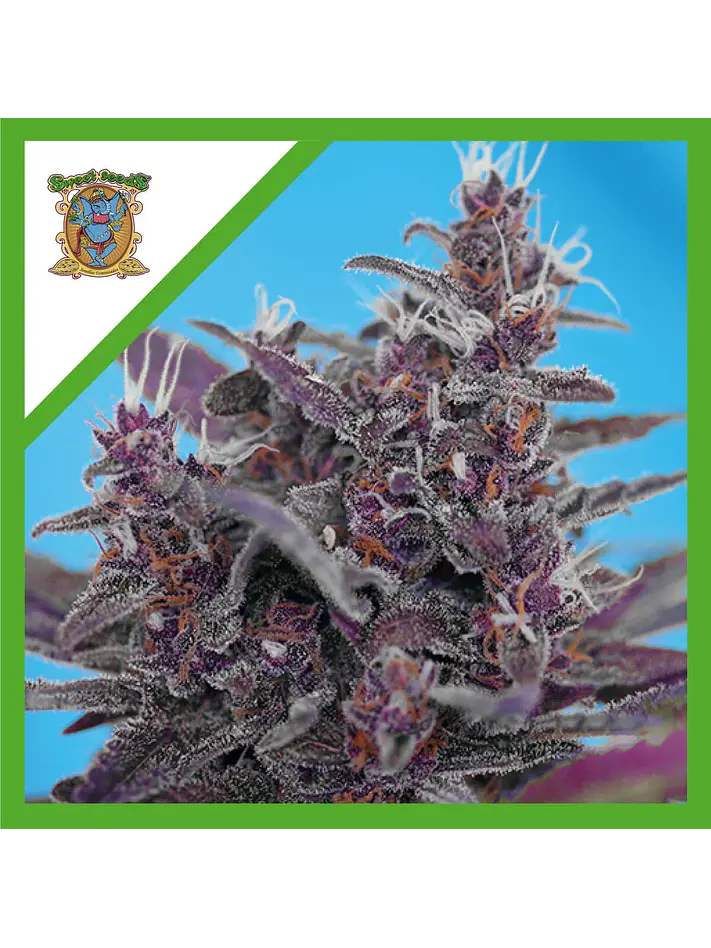 Black Cream  Auto® X3+1-Sweet Seeds 1