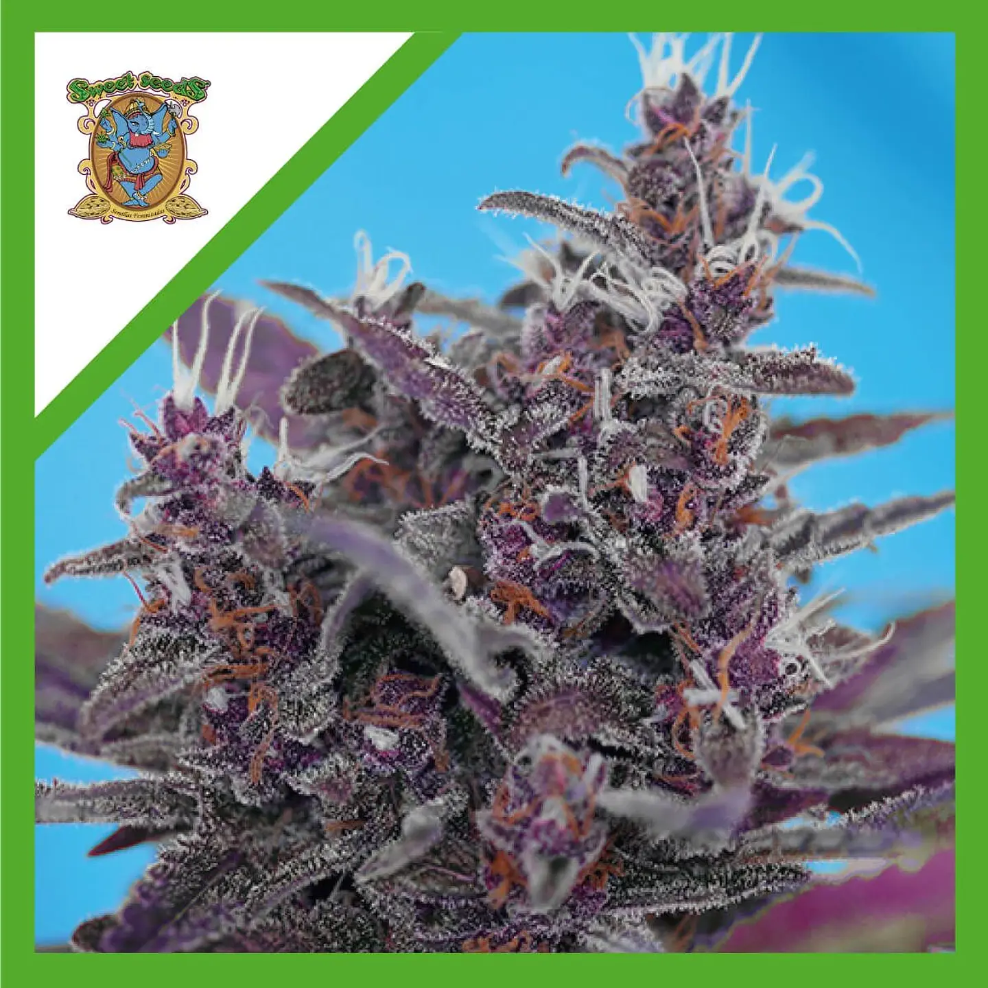 Black Cream  Auto® X3+1-Sweet Seeds 1