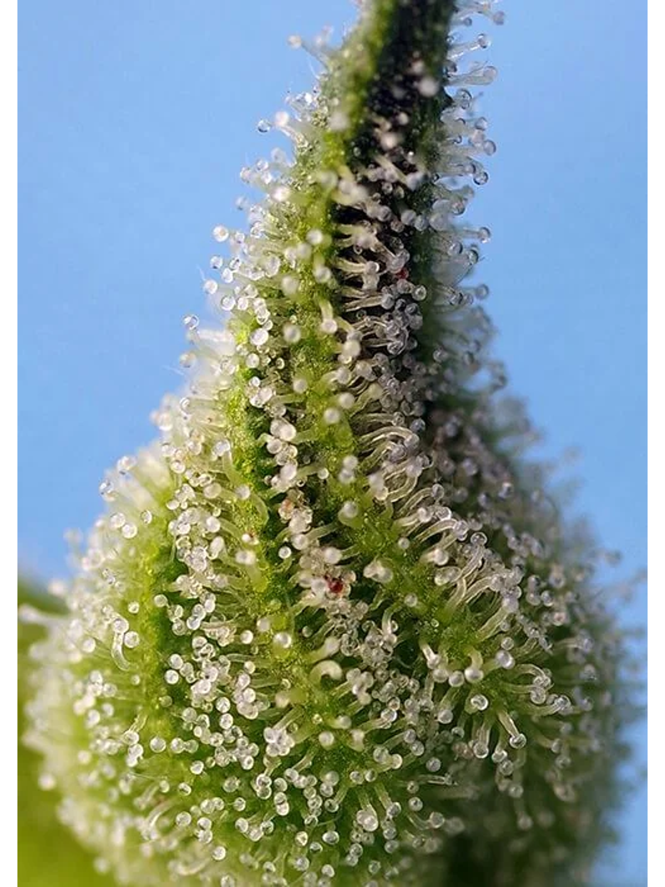 Bruce Banner Auto® -Sweet Seeds (X25/X5+2/X3+1) 2