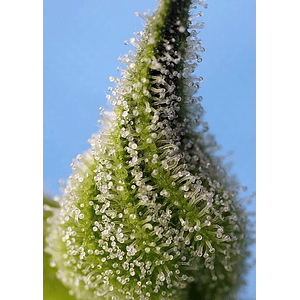 Bruce Banner Auto® X25-Sweet Seeds