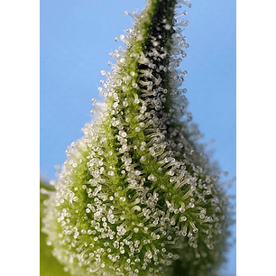 BRUCE BANNER AUTO® X25-SWEET SEEDS