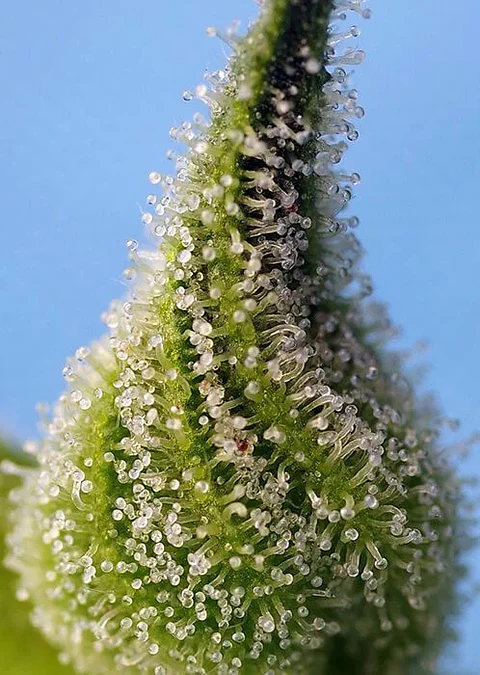 Bruce Banner Auto® -Sweet Seeds (X25/X5+2/X3+1)