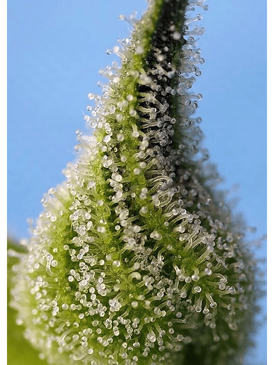 BRUCE BANNER AUTO® X25-SWEET SEEDS 2