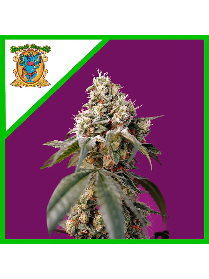 Bruce Banner Auto® -Sweet Seeds (X25/X5+2/X3+1) 1