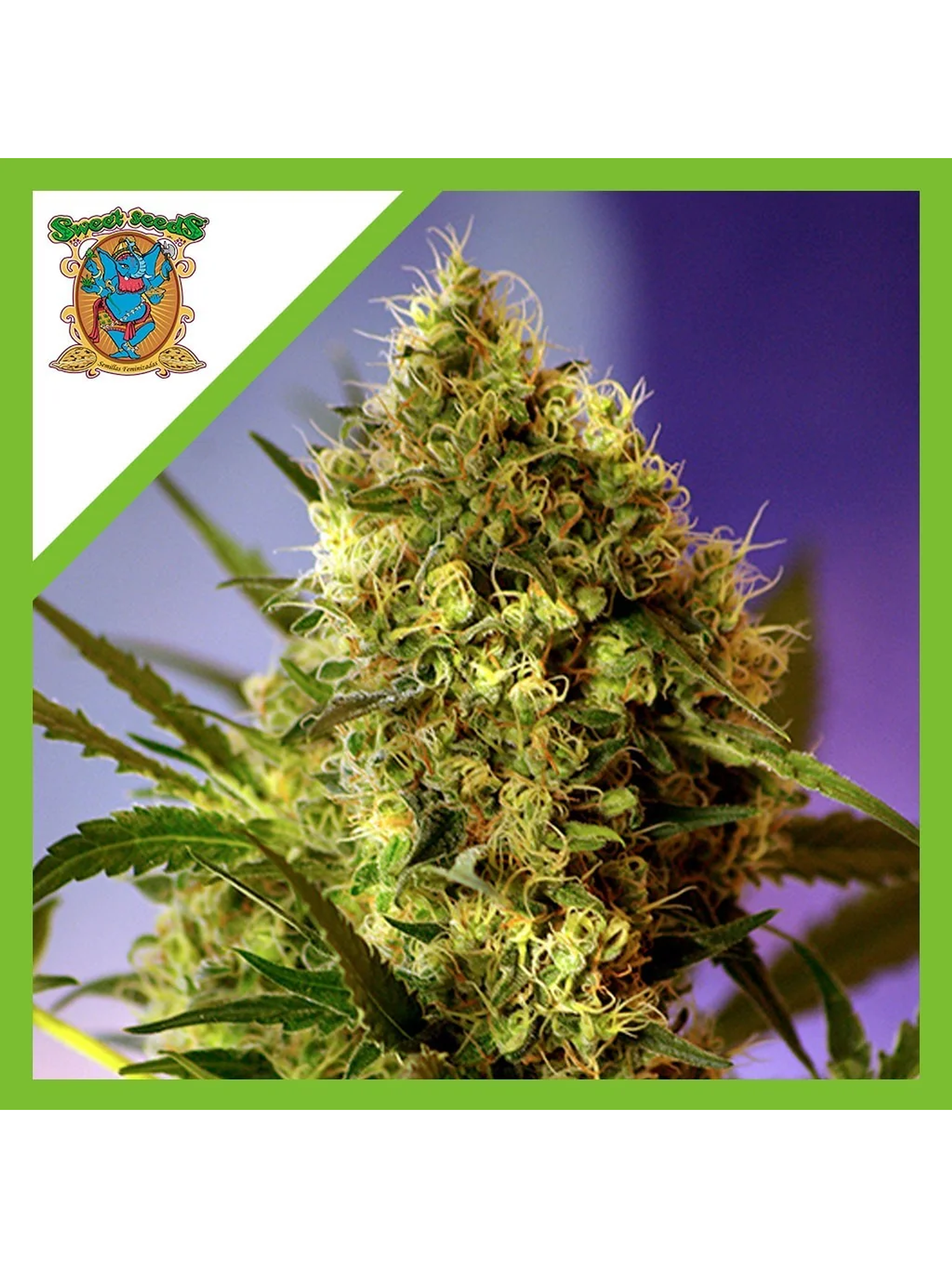 Big Devil Auto -Sweet Seeds (X5+2/X3+1) 1