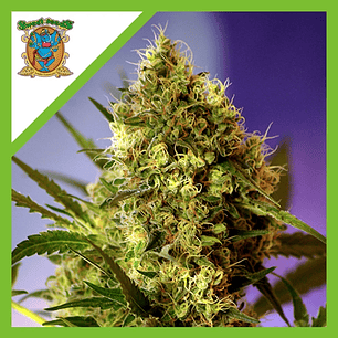 BIG DEVIL  AUTO® X3+1-SWEET SEEDS