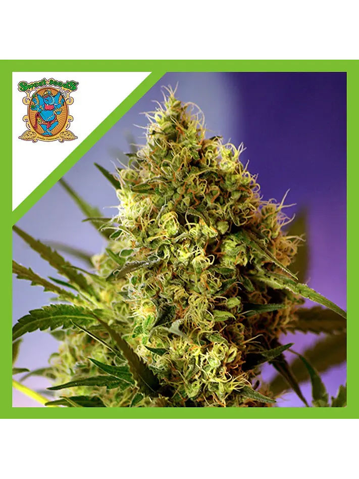 Big Devil Auto -Sweet Seeds (X5+2/X3+1) 1