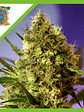 Big Devil Auto -Sweet Seeds (X5+2/X3+1) - Miniatura 1