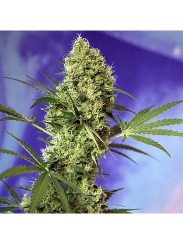 BIG DEVIL AUTO X5+2-SWEET SEEDS 1