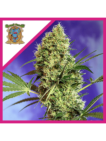 BIG DEVIL F1  FEM® X3+1-SWEET SEEDS 1