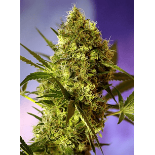 BIG DEVIL No 2 AUTO® X3+1-SWEET SEEDS
