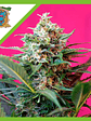Big Devil Xl  Auto® X3+1-Sweet Seeds - Miniatura 1