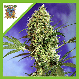 BIG DEVIL XL  AUTO® X5+2-SWEET SEEDS