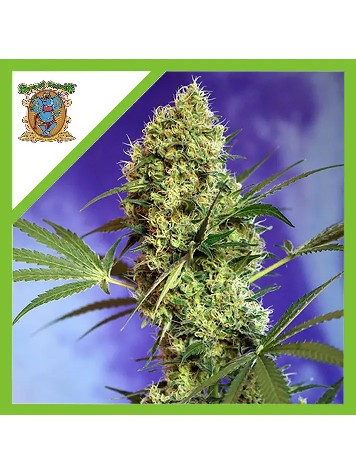 Big Devil Xl Auto® -Sweet Seeds (X25/X5+2/X3+1) 1