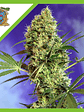 Big Devil Xl  Auto® X25-Sweet Seeds - Miniatura 1