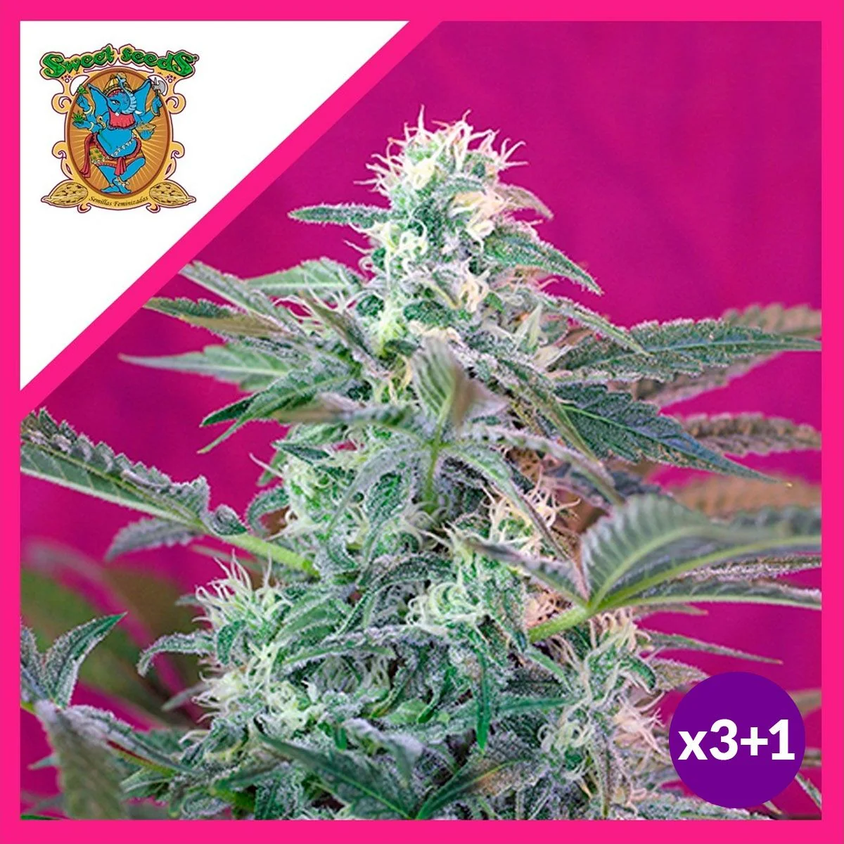 Big Foot  Fem® X3+1-Sweet Seeds 1