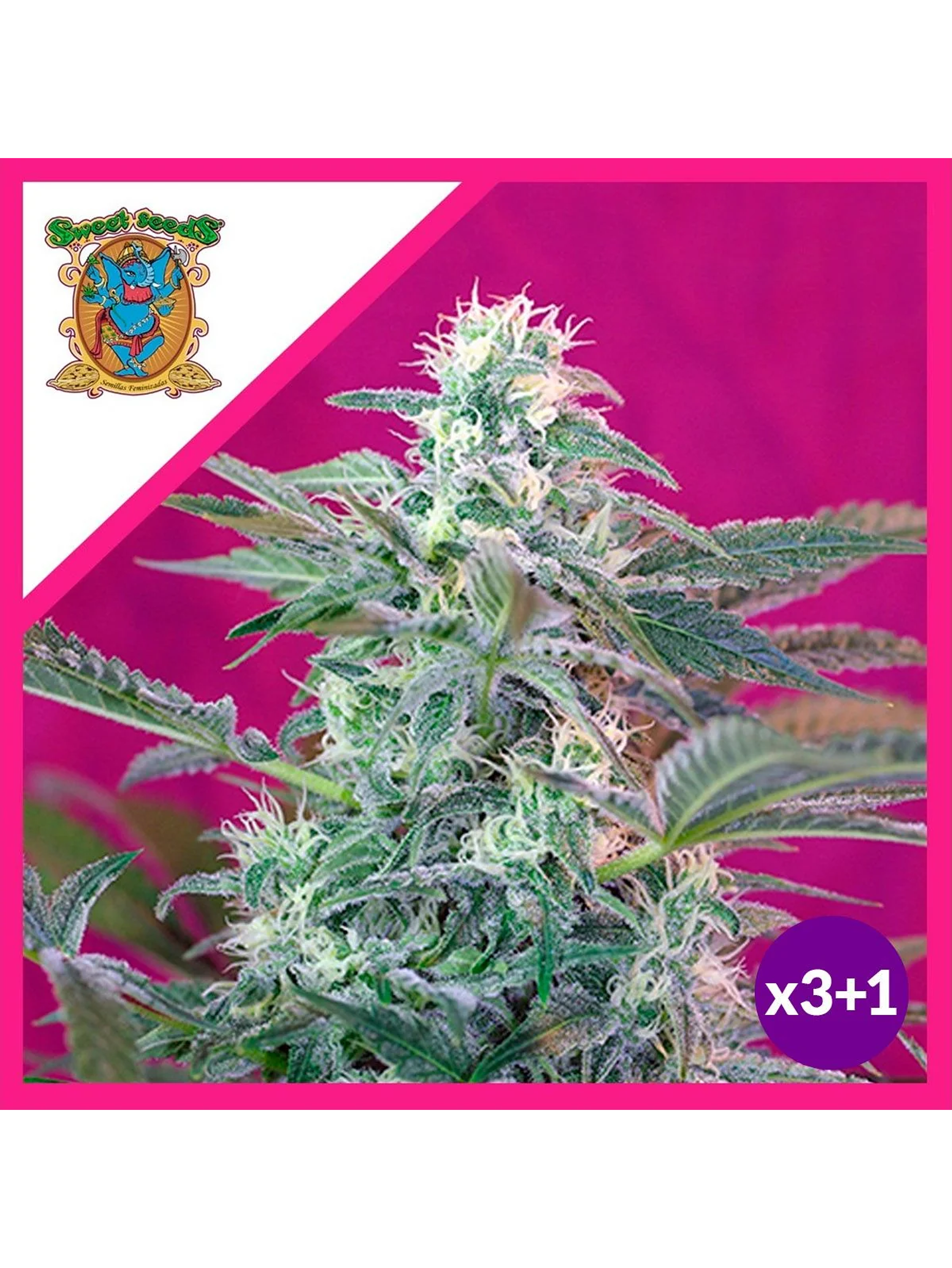 Big Foot  Fem® X3+1-Sweet Seeds 1