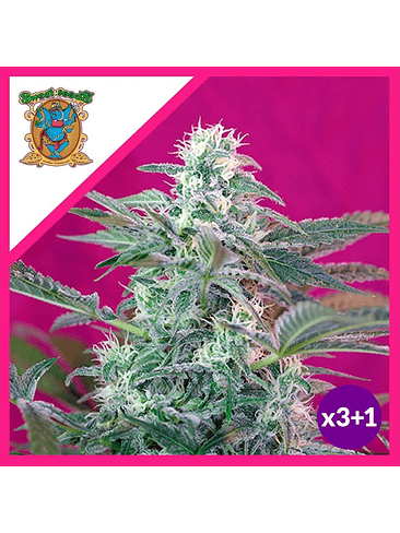BIG FOOT  FEM® X3+1-SWEET SEEDS 1