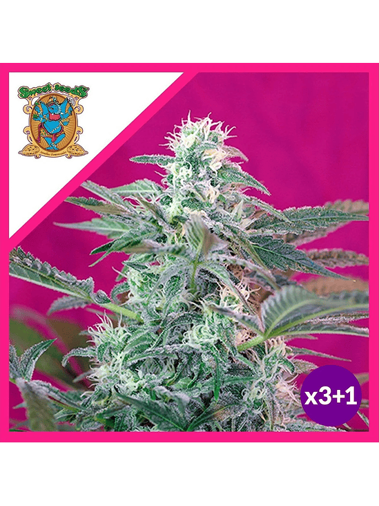 BIG FOOT  FEM® X3+1-SWEET SEEDS 1