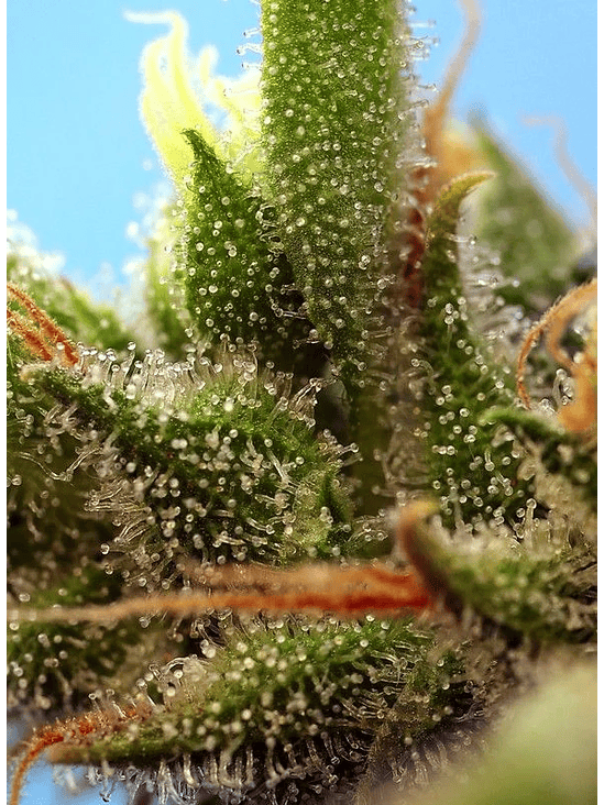 STRAWBERRY BANANA GELATO XL AUTO® X3+1-SWEET SEEDS 3