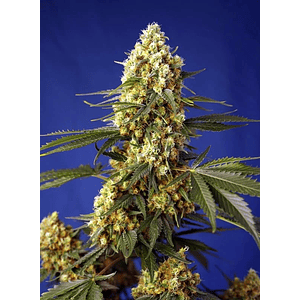 Strawberry Banana Gelato Xl Auto® X5+2-Sweet Seeds
