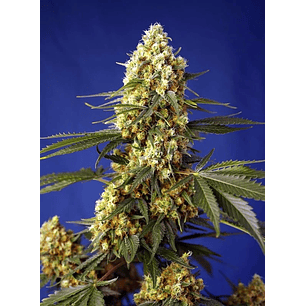 STRAWBERRY BANANA GELATO XL AUTO® X5+2-SWEET SEEDS