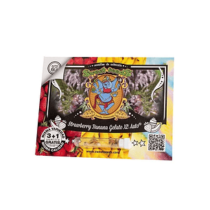 STRAWBERRY BANANA GELATO XL AUTO X25-SWEET SEEDS