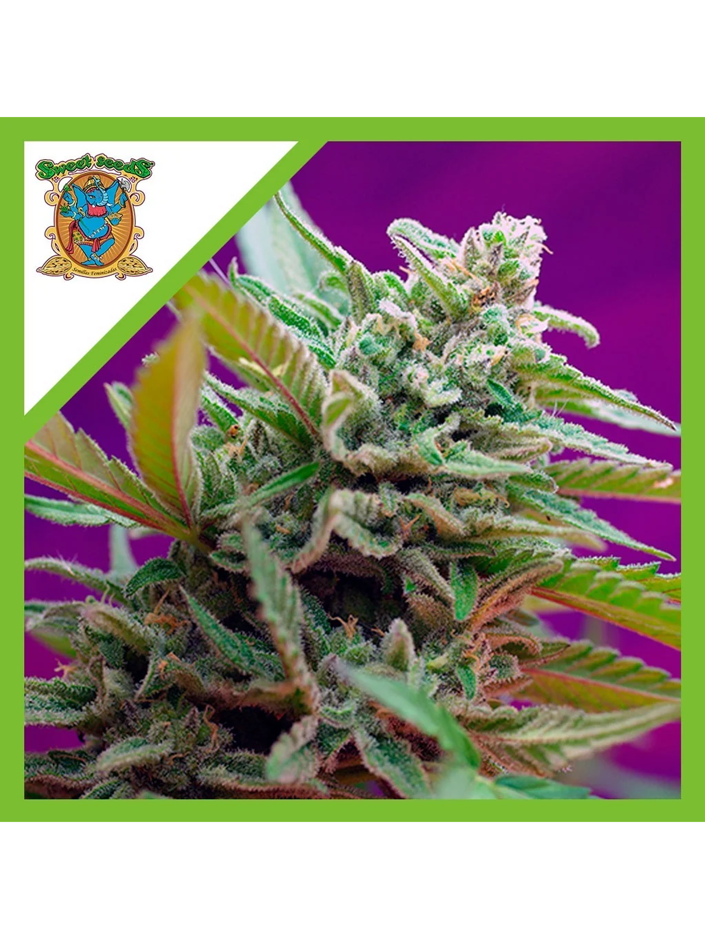 Black Jack  Auto® X3+1-Sweet Seeds 1