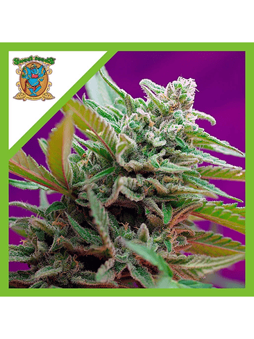 BLACK JACK  AUTO® X3+1-SWEET SEEDS 1