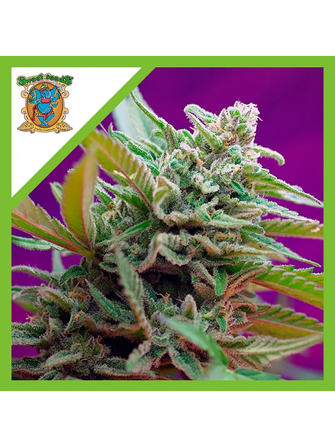 Black Jack  Auto® X3+1-Sweet Seeds 1