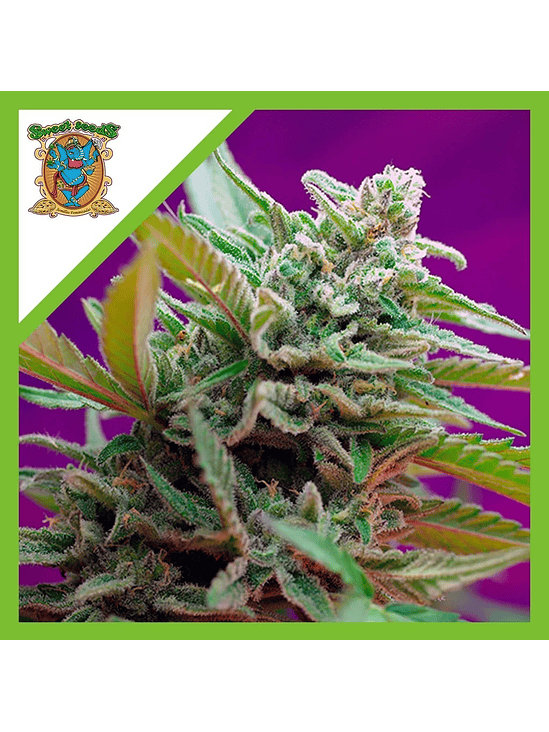 BLACK JACK  AUTO® X3+1-SWEET SEEDS 1