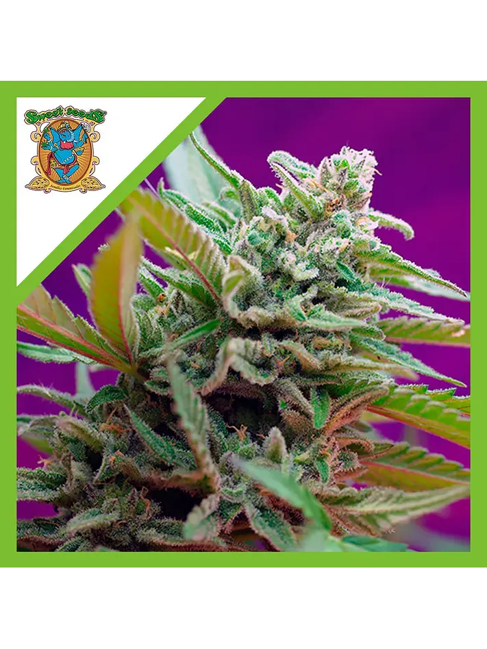 Black Jack  Auto® X3+1-Sweet Seeds 1