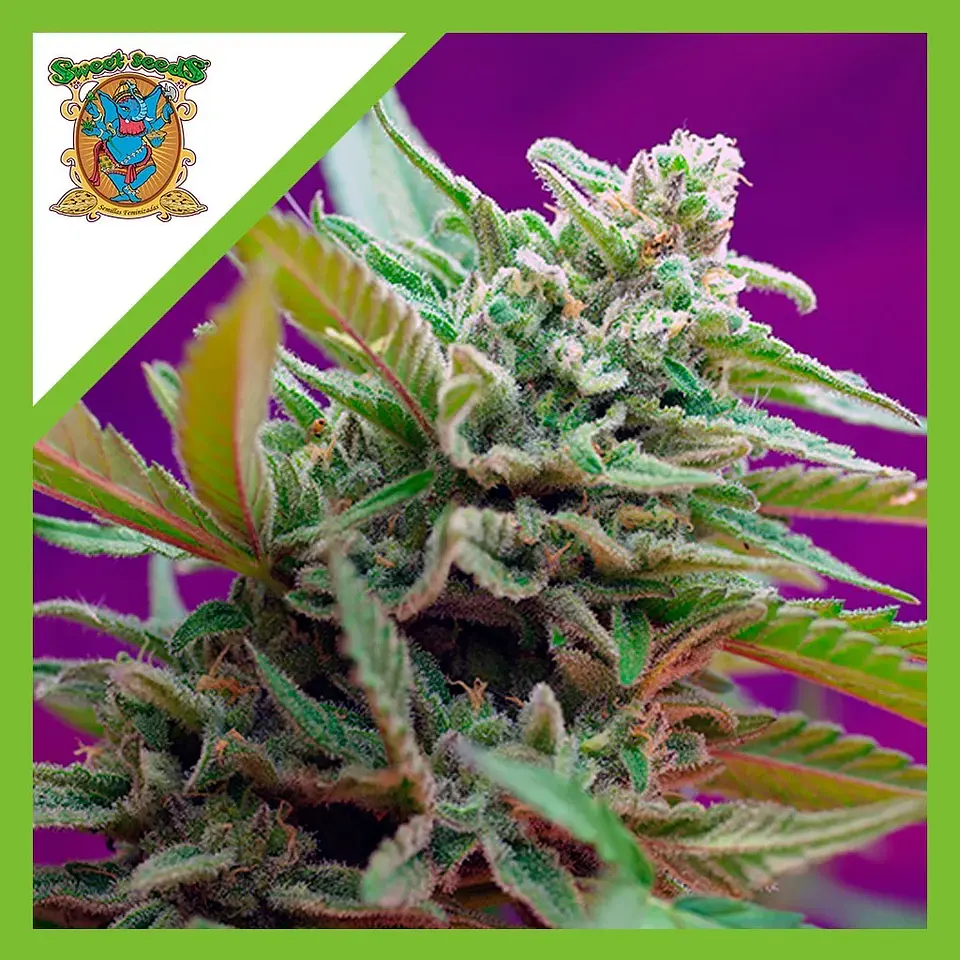 Black Jack  Auto® X3+1-Sweet Seeds 1