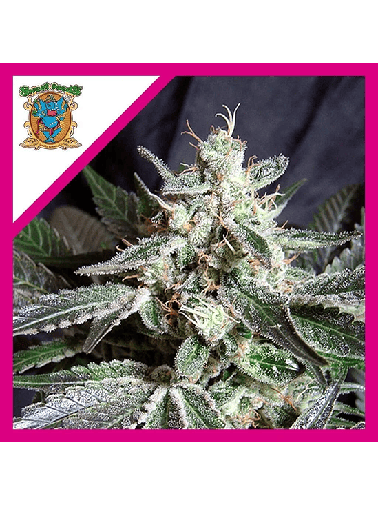 BLACK JACK F1 FEM® X3+1-SWEET SEEDS 1