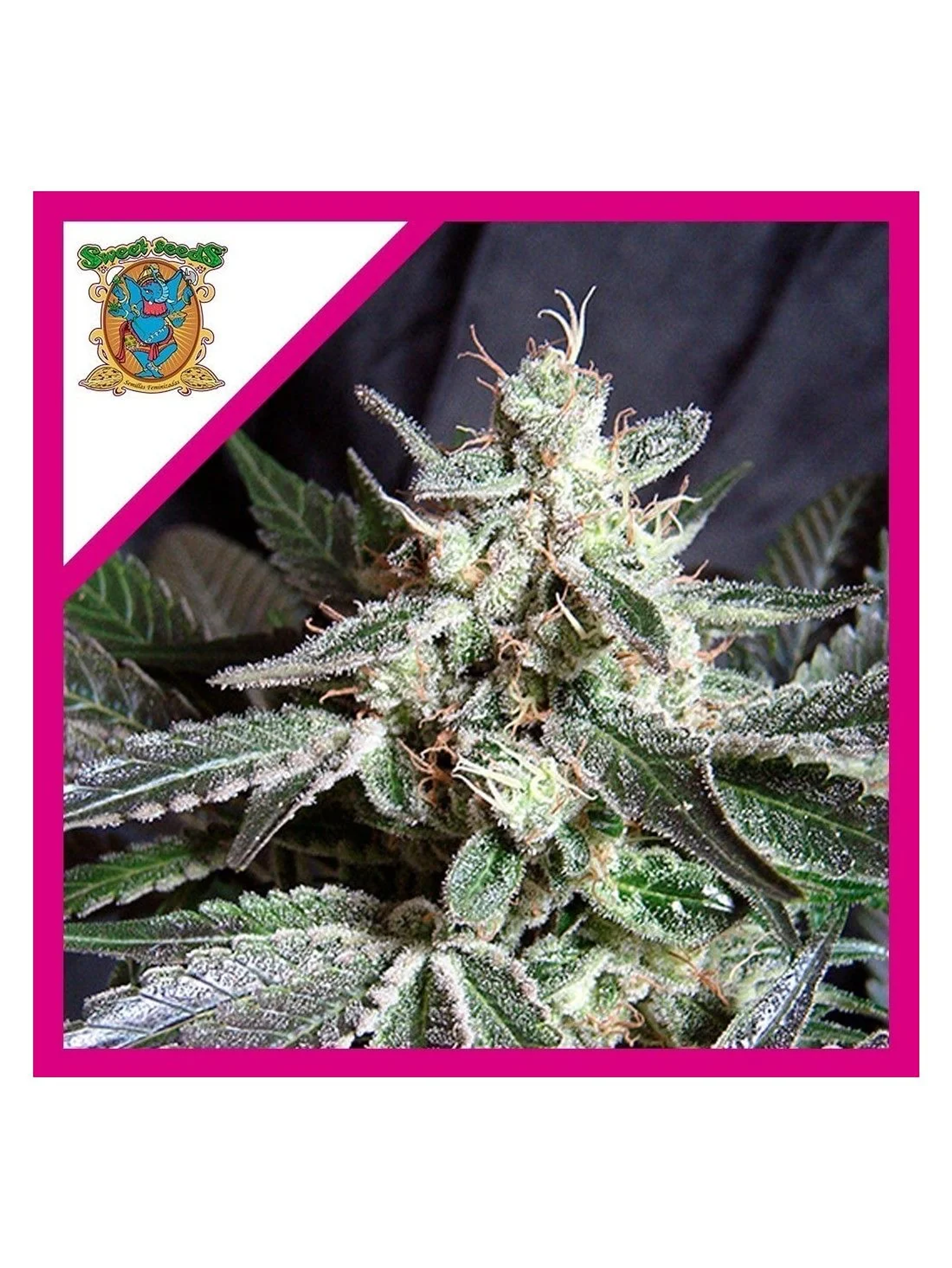 Black Jack  Fem® X3+1-Sweet Seeds 1