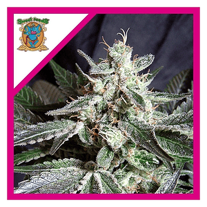 Black Jack  Fem® X3+1-Sweet Seeds