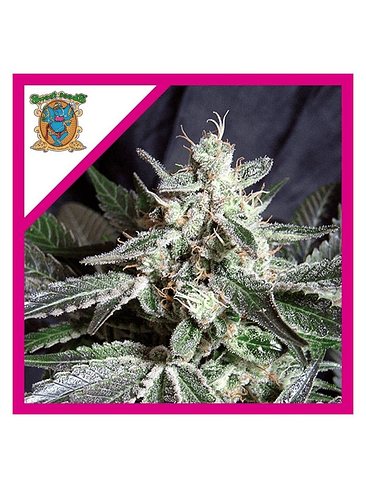 BLACK JACK  FEM® X3+1-SWEET SEEDS 1